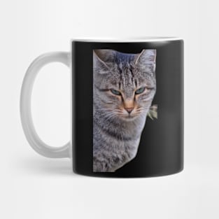 Cats Mug